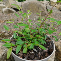 Cotoneaster 'Rothschildianus'
